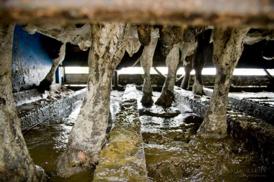 A photo of dairy cows being transported to slaughter in a filthy truck.